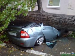 Оценка ущерба при падении дерева на авто
